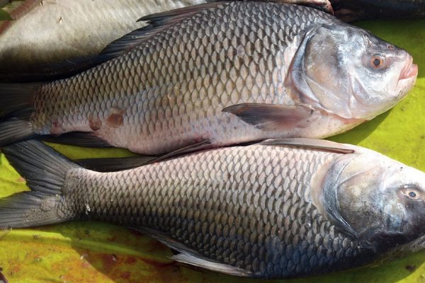Catla or Bhakura Catla or Bhakura