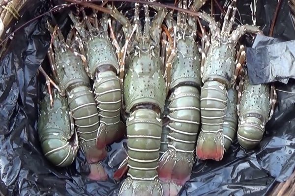 Gaint Prawn Gaint Prawn