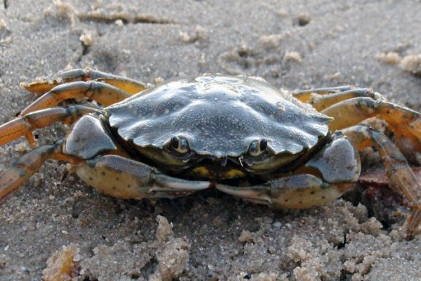 na_Commonshorecrab_2_feat_free na_Commonshorecrab_2_feat_free